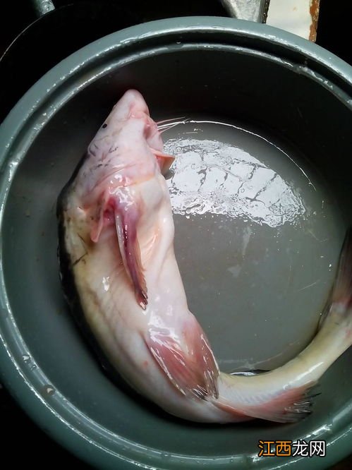 没有鱼鳞的鱼怎么炖汤