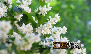 刚买回来的茉莉花盆栽怎么养 刚买的茉莉花怎么养才长得好