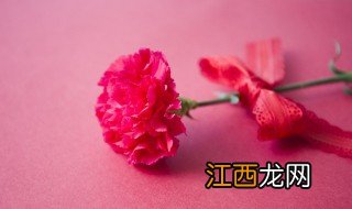 家里有宝宝可以放康乃馨吗 新年家里摆放康乃馨可以吗