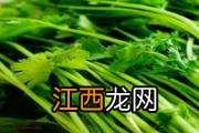 香菜怎么保存新鲜不烂 香菜如何晒干长期保存