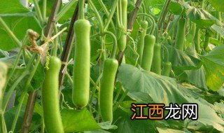 瓠瓜怎么种植技术 瓠瓜冬天种植可以吗