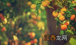 庭院适合的盆栽果树有哪些品种 庭院适合的盆栽果树有哪些