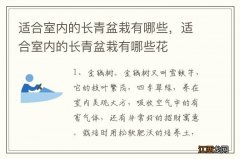 适合室内的长青盆栽有哪些，适合室内的长青盆栽有哪些花