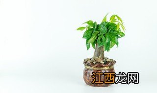 适合室内的长青盆栽有哪些，适合室内的长青盆栽有哪些花