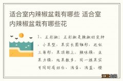 适合室内辣椒盆栽有哪些 适合室内辣椒盆栽有哪些花