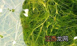 藻类植物常见的种类有哪些 常见藻类品种有哪些