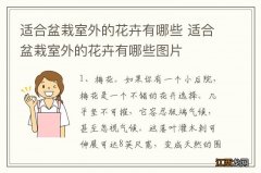 适合盆栽室外的花卉有哪些 适合盆栽室外的花卉有哪些图片