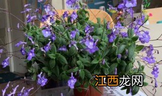 精灵花在家里种植可以吗 精灵花在家里种植可以吗视频