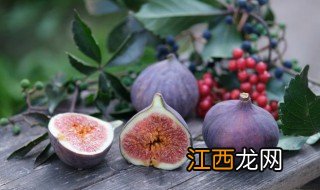 无花果阳台种植方法 阳台无花果的种植方法