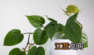 心叶蔓绿绒介绍