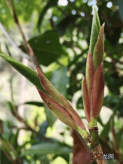 野生茶芽孢怎么制作
