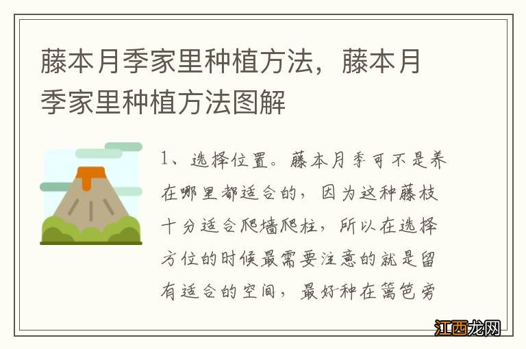 藤本月季家里种植方法，藤本月季家里种植方法图解