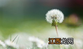 蒲公英家里种植方法 蒲公英家里种植方法视频