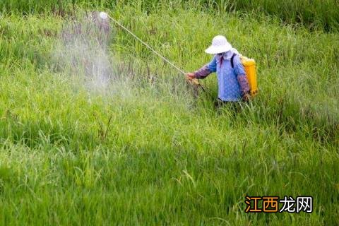 灵斯科丹除草剂管什么草 灵斯科丹除草剂使用说明