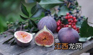 无花果家里种植方法 无花果家里种植方法视频