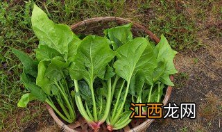 菠菜家里种植方法 菠菜家庭种植方法