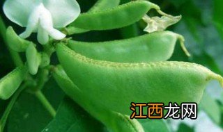 家里扁豆种植方法 扁豆怎样种植