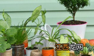 家里有种植兰花的方法 家里有种植兰花的方法吗