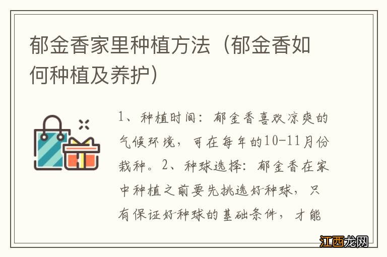 郁金香如何种植及养护 郁金香家里种植方法