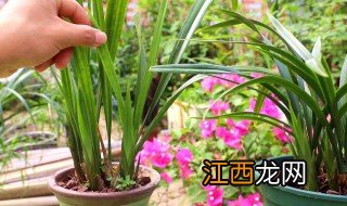 兰花怎么养才能旺盛花香，兰花怎样养开花又香又多