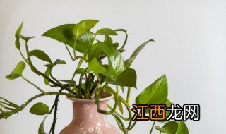 绿萝怎么养才能更旺盛简单 绿萝怎样养才能更旺盛