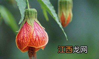 灯笼花怎么养才长得好 灯笼花如何养好