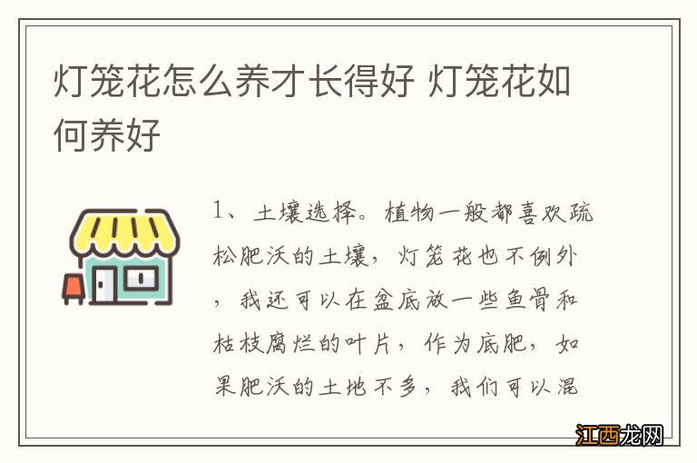 灯笼花怎么养才长得好 灯笼花如何养好