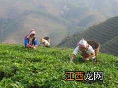 南糯山和基诺山普洱茶比较怎么样