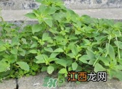 野苋菜汤配什么做好