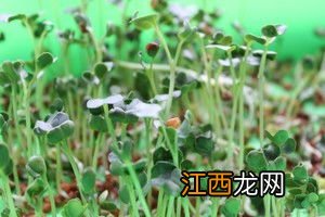 萝卜苗芽菜怎么做好吃法