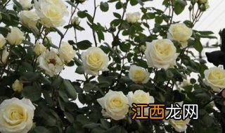 月季花图片