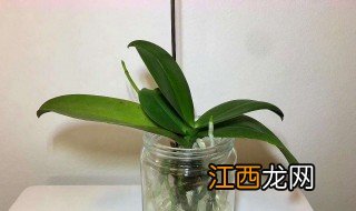 兰花水培怎么养才能旺盛 水培兰花怎么养才能更旺盛