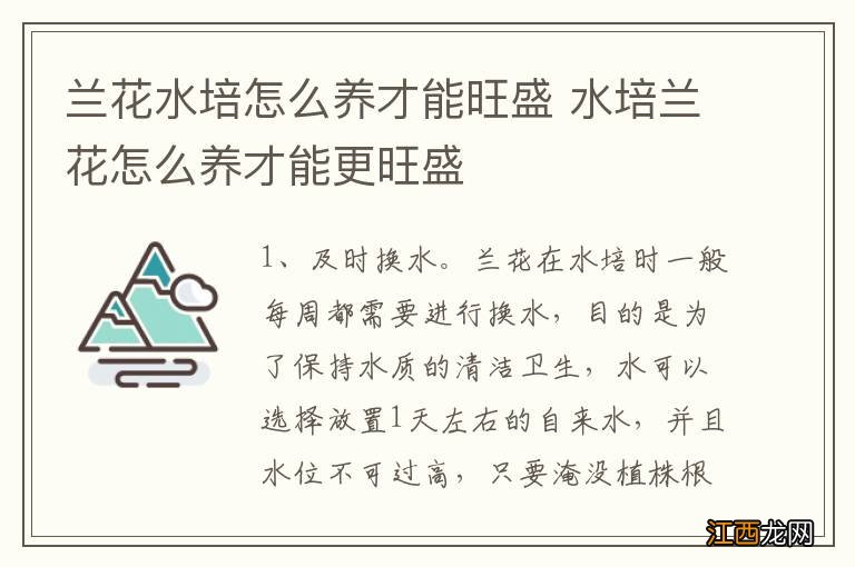 兰花水培怎么养才能旺盛 水培兰花怎么养才能更旺盛