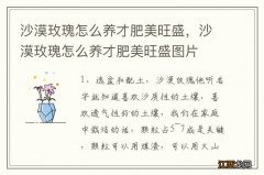 沙漠玫瑰怎么养才肥美旺盛，沙漠玫瑰怎么养才肥美旺盛图片