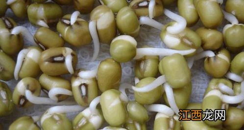 绿豆泡发芽怎么养