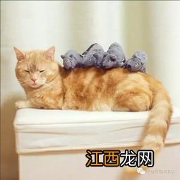 制作猫粮方法 怎样自制猫粮？