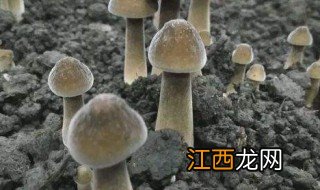 鸡枞菌的人工种植方法和时间 鸡枞菌的人工种植方法