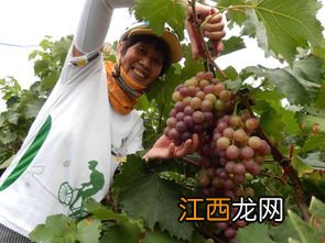 什么水果里含酵母