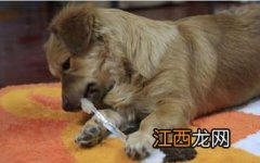 怎么给狗狗刷牙 给狗狗刷牙的方法