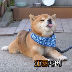 柴犬吃的鸡胸肉怎么做 柴犬吃的鸡胸肉如何做