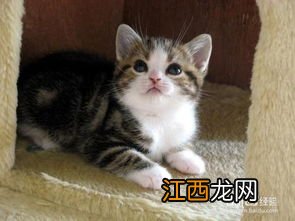 新手入门怎么养猫 新手怎么养猫