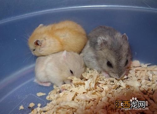 仓鼠养殖方法 仓鼠如何养殖