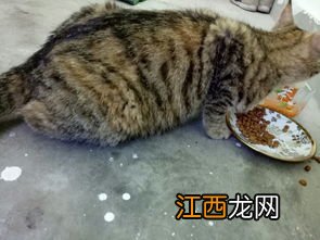 小猫几个月成年? 你知道吗