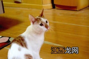 小猫几个月成年? 你知道吗