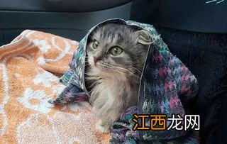 小猫几个月成年? 你知道吗