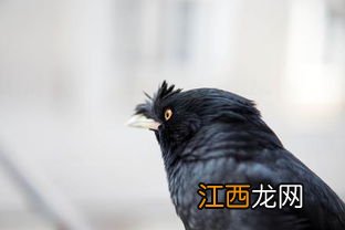 什么鸟晚上一直叫 什么鸟喜欢夜间叫