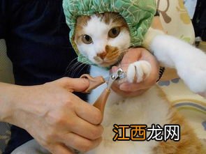 让猫自愿剪指甲小妙招 让猫自愿剪指甲4个小妙招