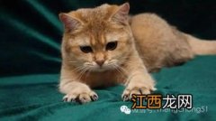 让猫自愿剪指甲小妙招 让猫自愿剪指甲4个小妙招