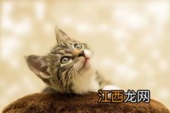 带来好运的女猫咪名字 给主人带来好运的猫名字