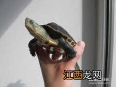 花龟怎么养 花龟饲养窍门